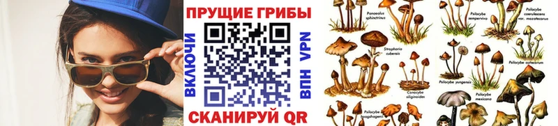 Псилоцибиновые грибы Magic Shrooms  купить закладку  Звенигород 